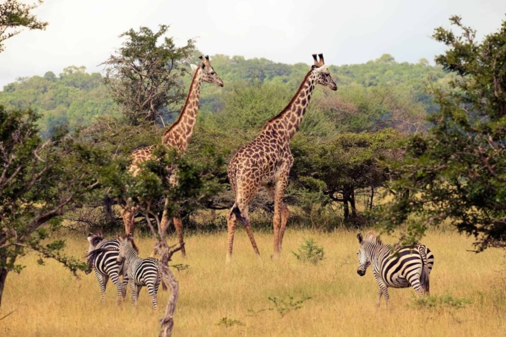Mikumi National Park