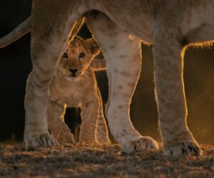 The Untamed Heart of Africa: Animals You Might See on Your Tanzania Safari